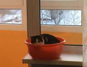 errorcode dropbox 8737.idj.029.22