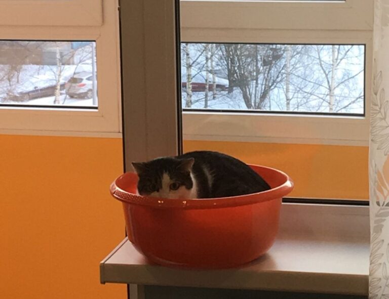 errorcode dropbox 8737.idj.029.22