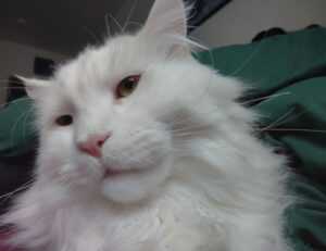 gdtj45 builder software