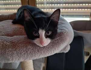 healthy brunch ideas fhthfoodcult