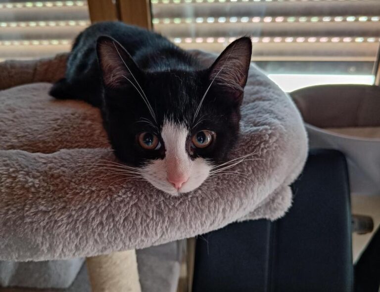 healthy brunch ideas fhthfoodcult