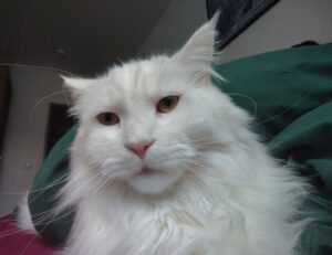 how to download shotscribus software for computer