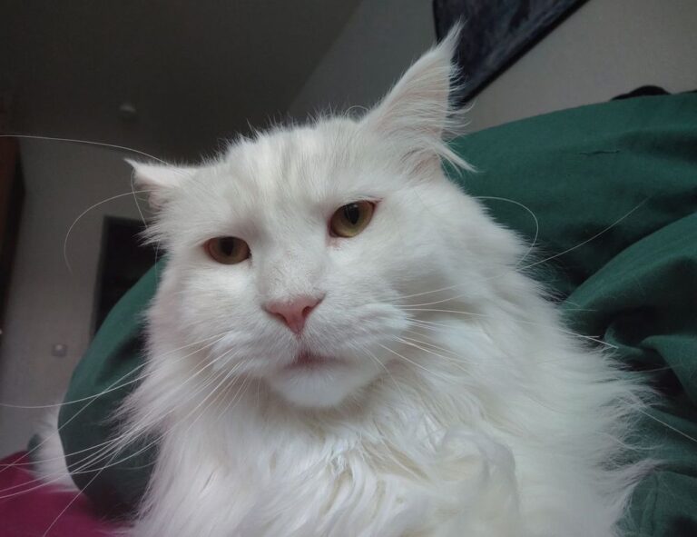 how to download shotscribus software for computer