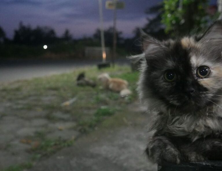 how to run genboostermark python in online