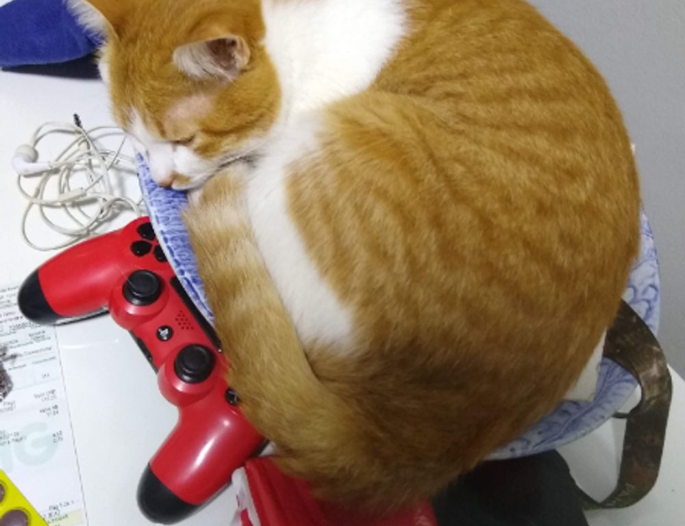 trend of meetshaxs software