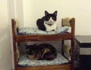 what is brunch fhthfoodcult