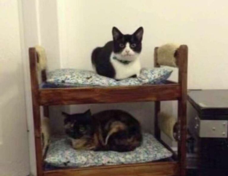 what is brunch fhthfoodcult