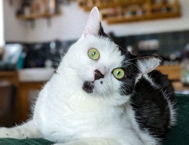 when hondingo88 patches