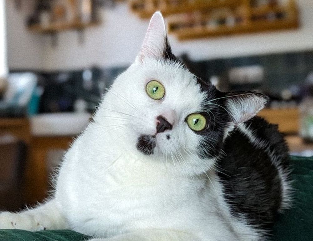 when hondingo88 patches