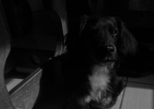 pet adoption questions