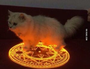 can dog eat felmusgano