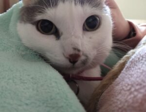 can felmusgano affect your body