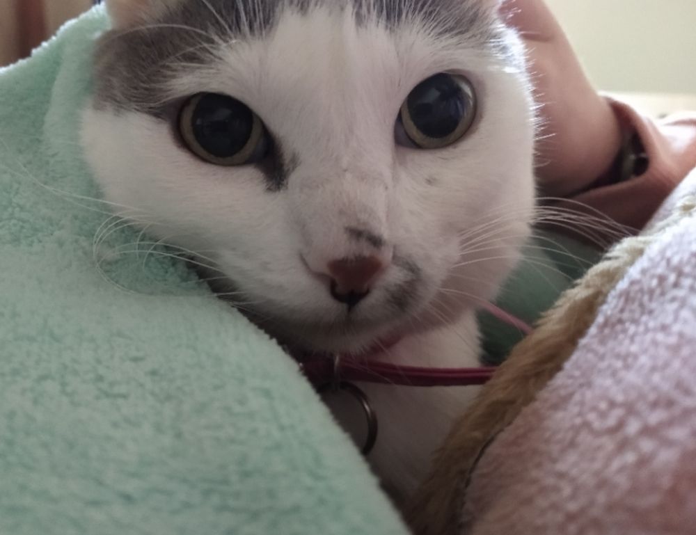 can felmusgano affect your body