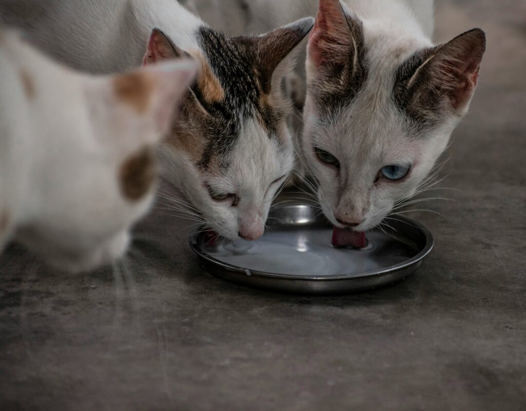 automatic pet feeders