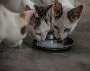 automatic pet feeders