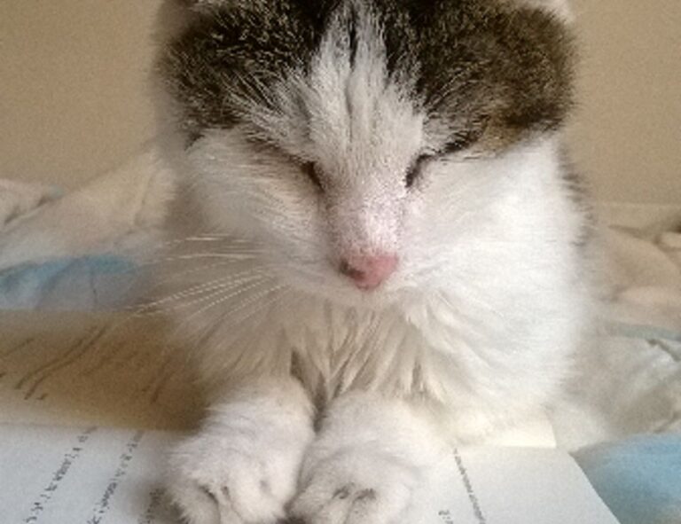 customunitsbymakeupd0ll.com nummazaki employs