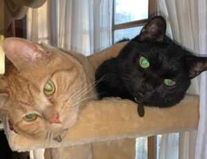 fast recipe llblogfood