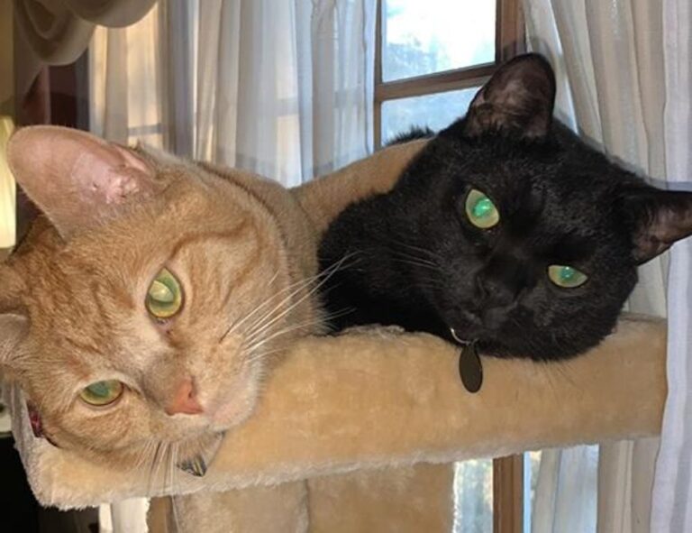 fast recipe llblogfood