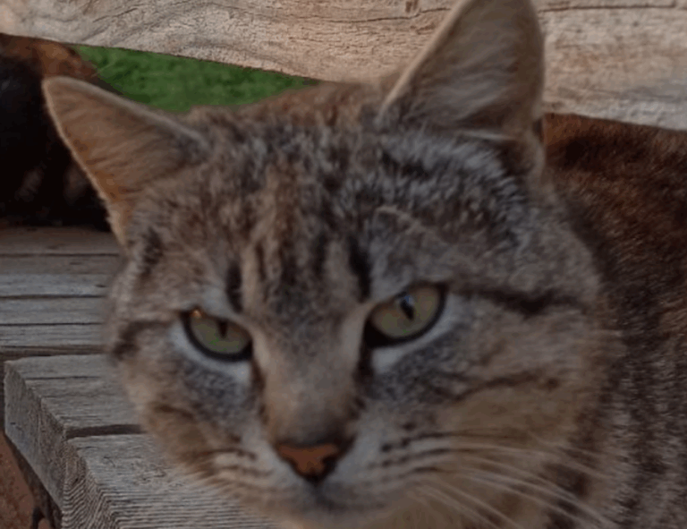 highlights of nummazaki