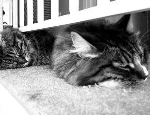 nummazaki pharmaceuticals moss serum dershortpon