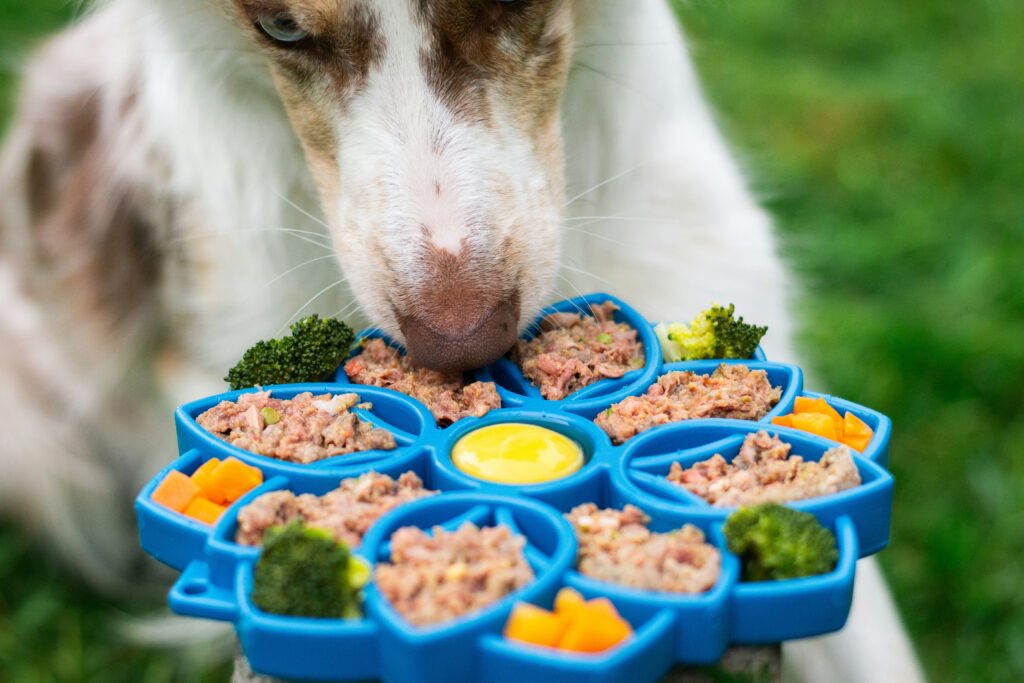 raw vs commercial pet food