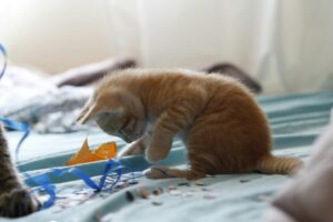 kitten litter training