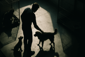 support animal shelters