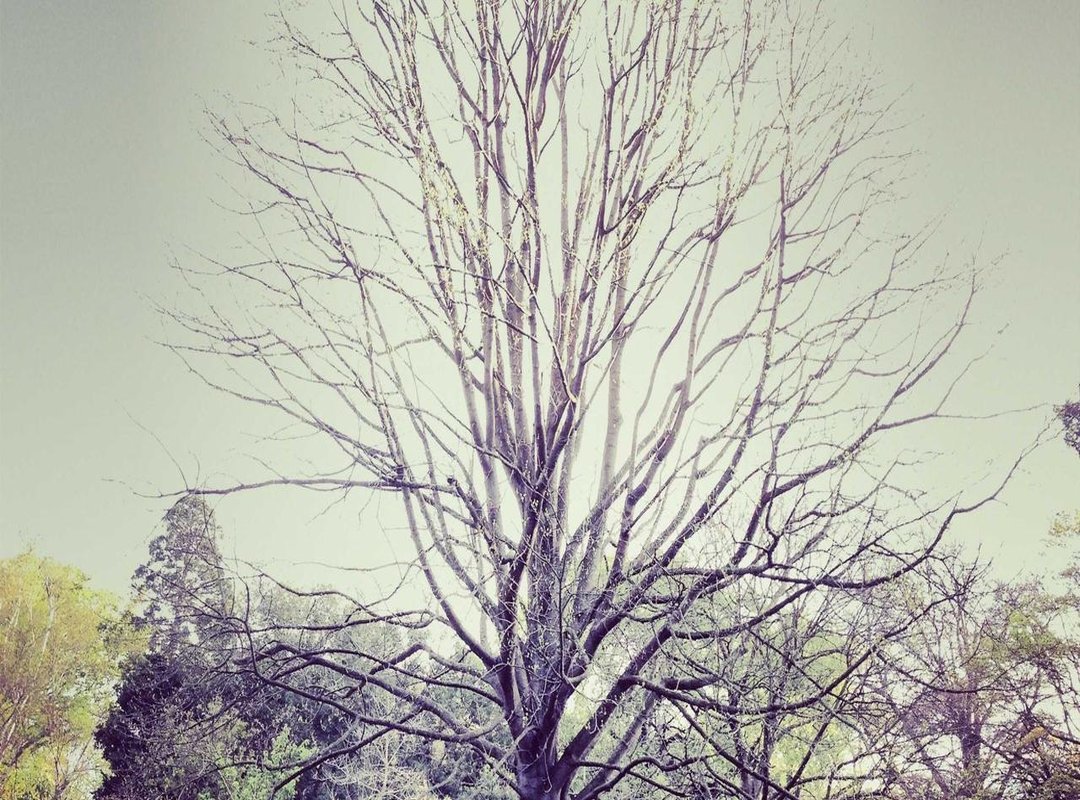 Analyzing the Virality: Why Did This Clip Capture the Internet's Attention?